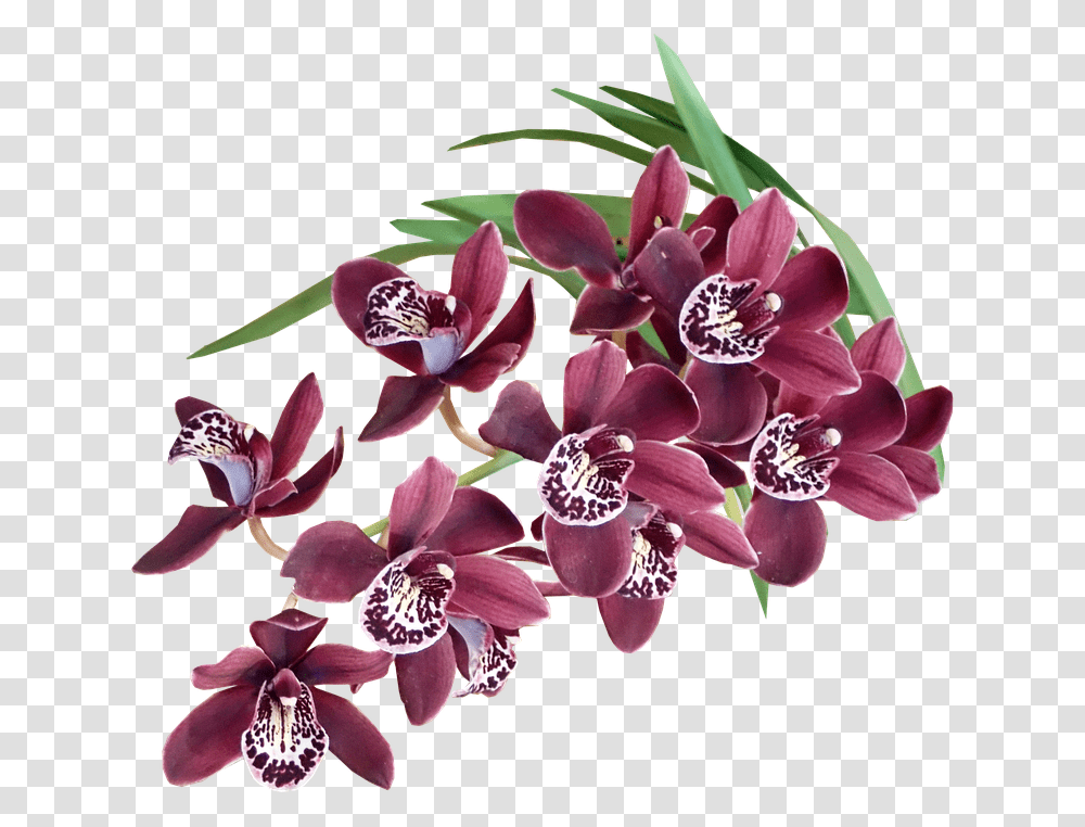 Free Photo Cut Out Orchids Plant Exotic Tropical Flowers Flores Exoticas, Blossom, Petal, Floral Design, Pattern Transparent Png
