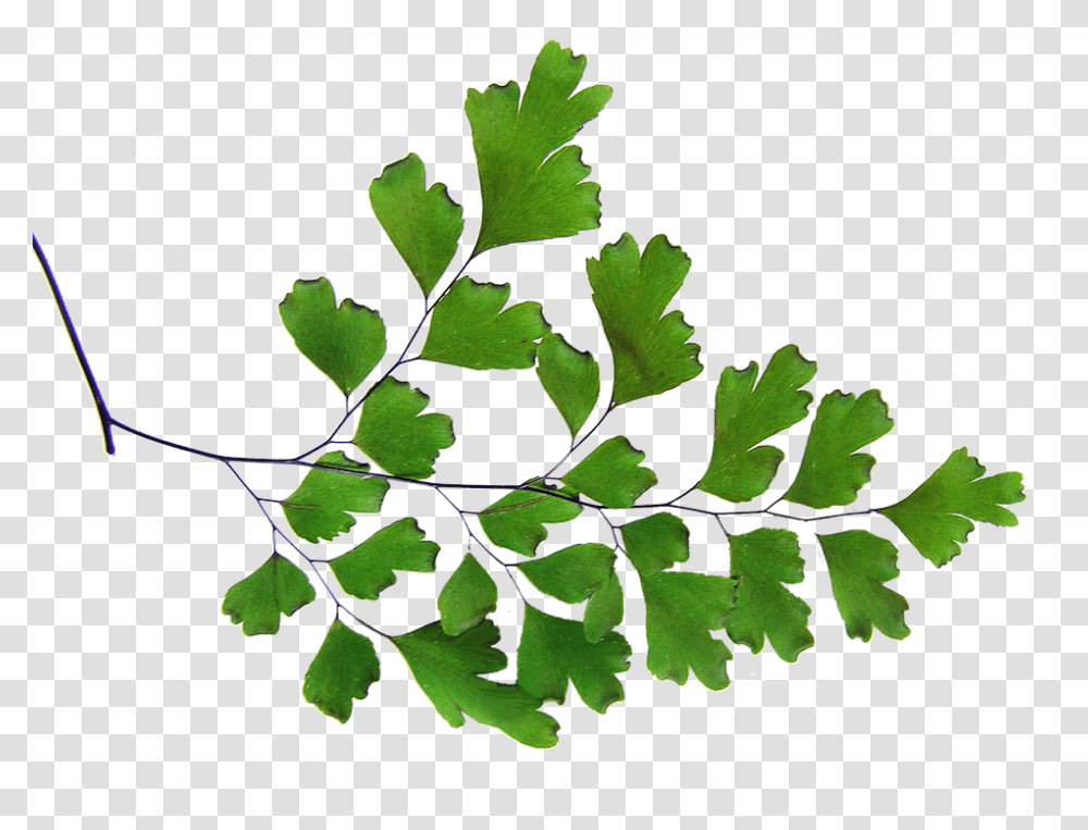 Free Photo Cut Out Plant Maiden Hair Fern, Leaf, Jar, Vase, Pottery Transparent Png