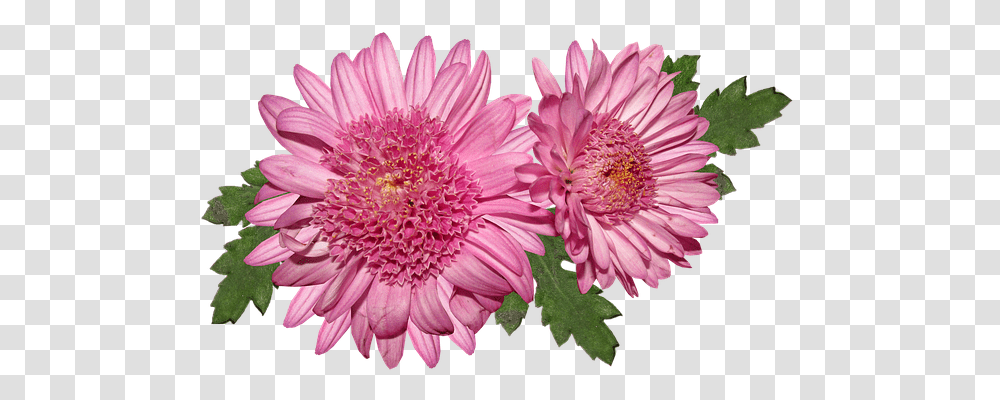 Free Photo Flower Flora Chrysanthemum Bloom Pink, Plant, Blossom, Daisy, Daisies Transparent Png