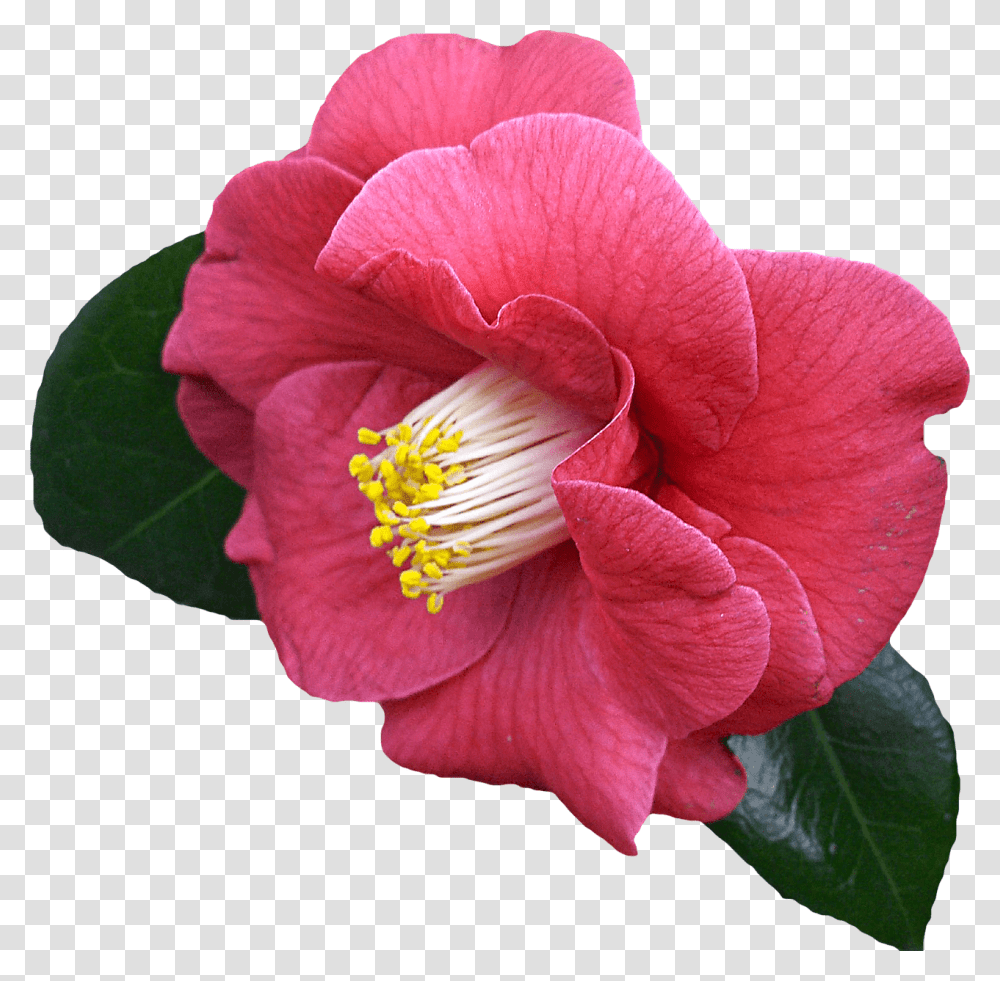 Free Photo Flower Graphics Clipping Max Pixel Camellia Flower, Plant, Geranium, Blossom, Rose Transparent Png