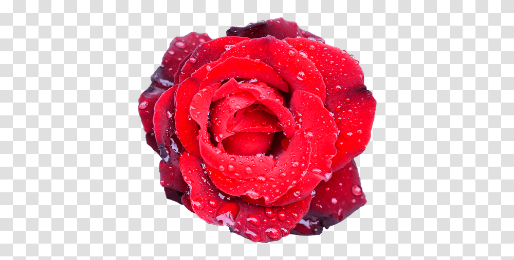 Free Photo Flower Romance Rose Petal Bouquet Wedding Love Bouquet De Fleur Mariage, Plant, Blossom Transparent Png