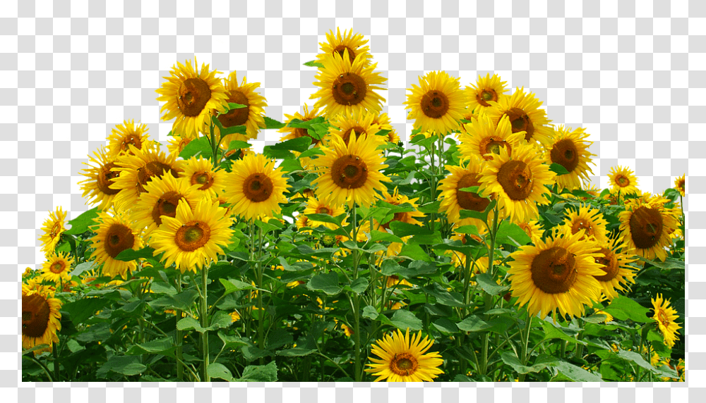 Free Photo Flower Sunflower Summer Yellow Flower Nature, Plant, Blossom, Asteraceae, Daisy Transparent Png