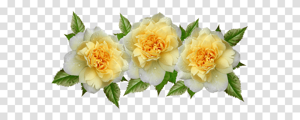 Free Photo Flowers Roses Raindrops Yellow Arrangement, Plant, Blossom, Petal, Carnation Transparent Png