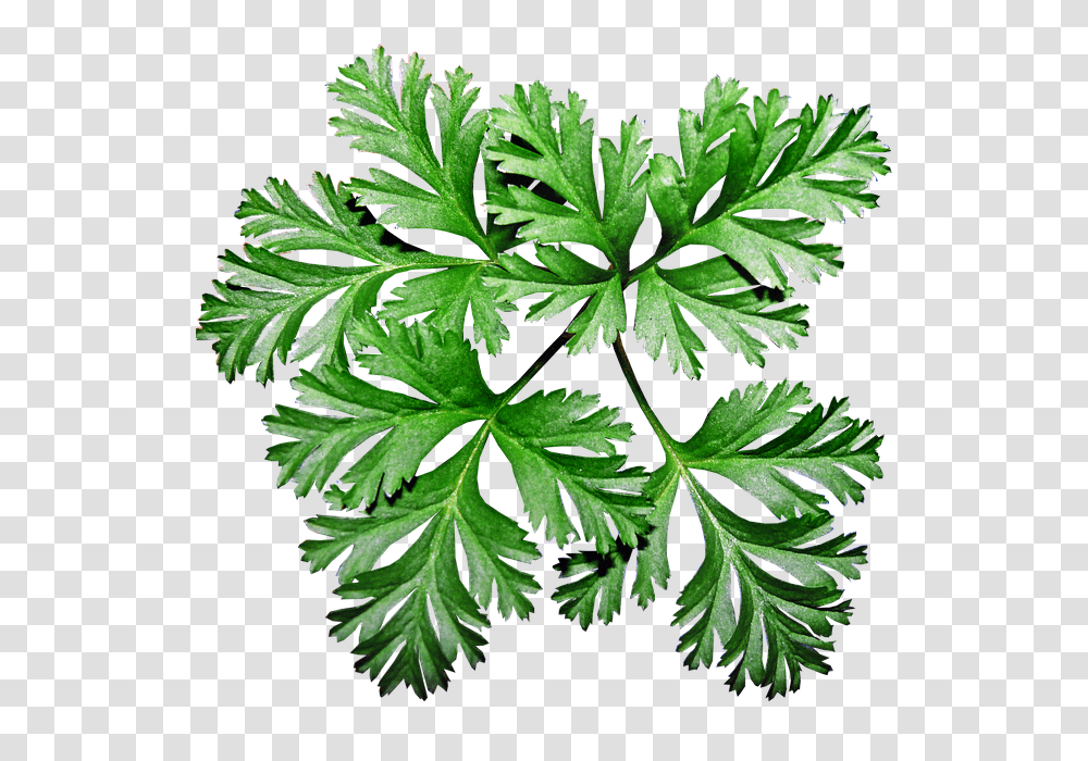 Free Photo Garden Anemone Leaves Greenery Plant, Vase, Jar, Pottery, Potted Plant Transparent Png