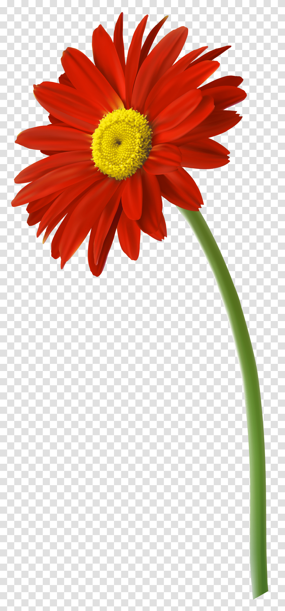 Free Photo Gerbera Flower, Plant, Blossom, Gift, Flower Bouquet Transparent Png