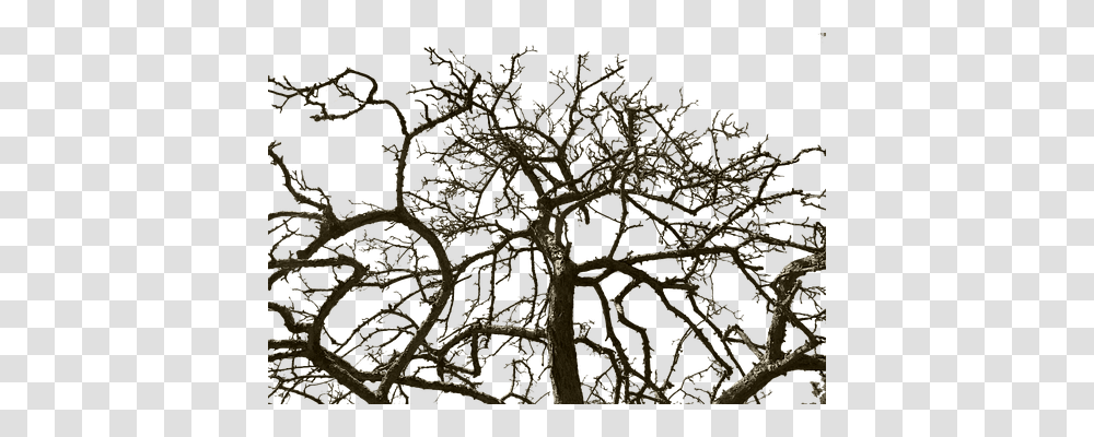 Free Photo Isolated Cut Out Old Tree Without Leaves Wood, Ornament, Pattern, Fractal, Plant Transparent Png