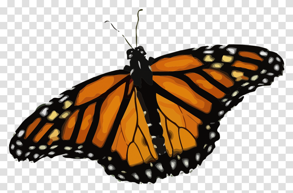 Free Photo Monarch Butterfly Danaus Plexippus Monarch Butterfly, Insect, Invertebrate, Animal,  Transparent Png