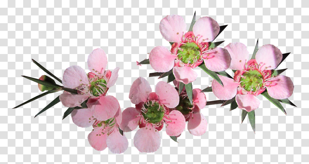 Free Photo Pink Flower Tea Tree Australian Native Max Pixel Pink Tea Tree Flower, Plant, Cherry Blossom, Pollen, Geranium Transparent Png