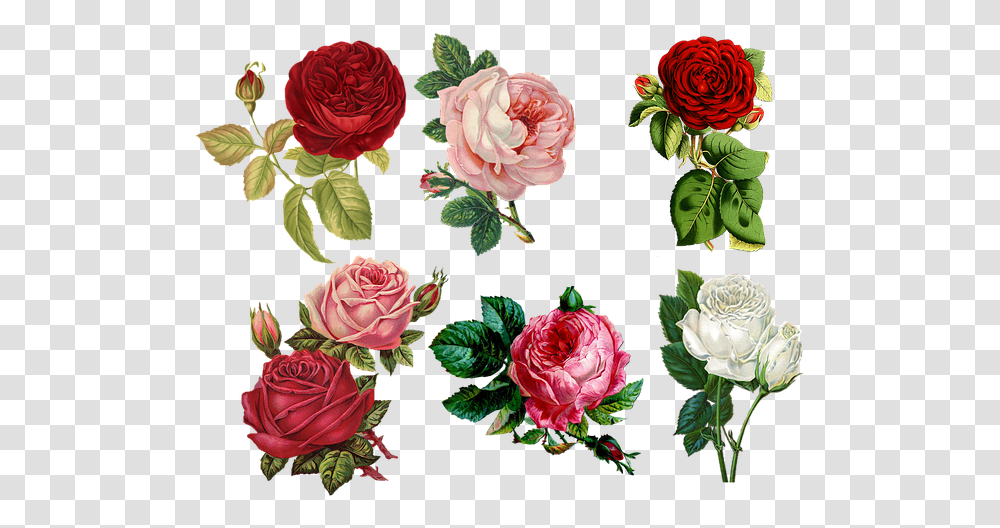 Free Photo Plant Flowers Bloom Romantic Flower Cards, Rose, Kale, Cabbage, Vegetable Transparent Png