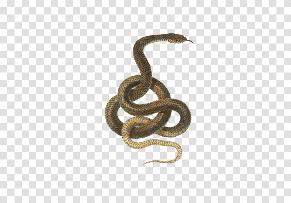 Free Photo Reptile Isolated Vintage Animal Snake, King Snake, Cobra Transparent Png