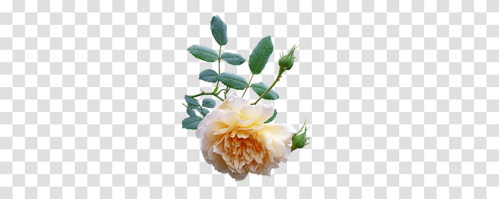 Free Photo Rose Bloom Flower Plant Nature Yellow, Blossom, Acanthaceae, Leaf, Petal Transparent Png