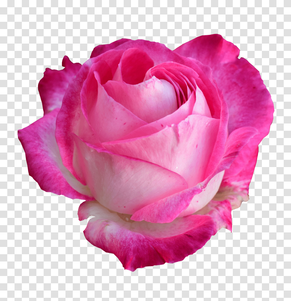 Free Photo Rose Bright Bright Pink Rose Transparent Png