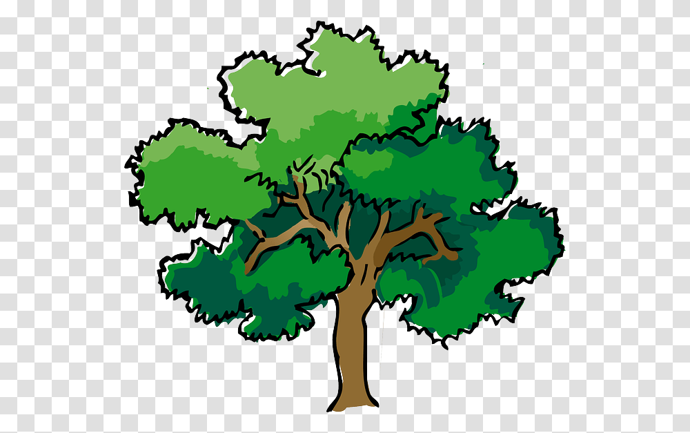 Free Photo Tree Oak Summer Leaves Trunk Branches Mature, Plant, Green Transparent Png