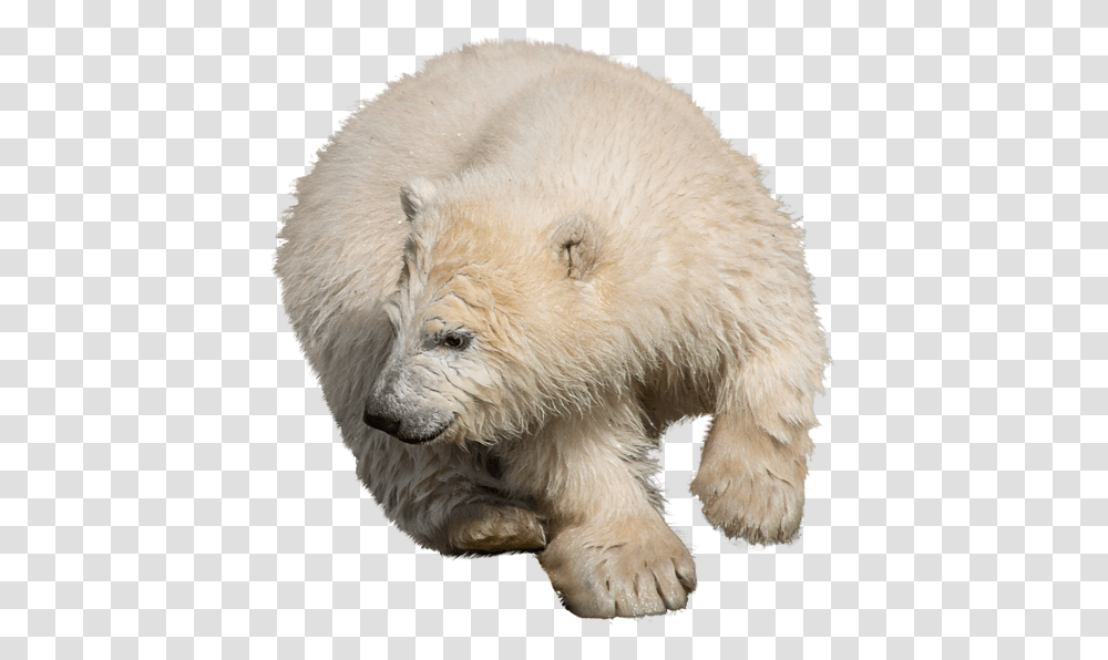 Free Photo Zoo Isolated Polar Bear Predator Wild Animal Polar Bear, Wildlife, Mammal, Dog, Pet Transparent Png