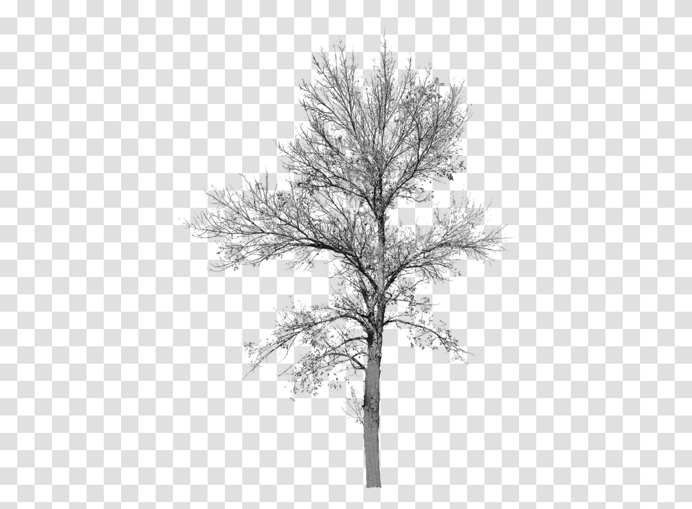 Free Photos Fall Tree Search Download Needpixcom Tree No Leaf, Plant, Conifer, Cross, Symbol Transparent Png