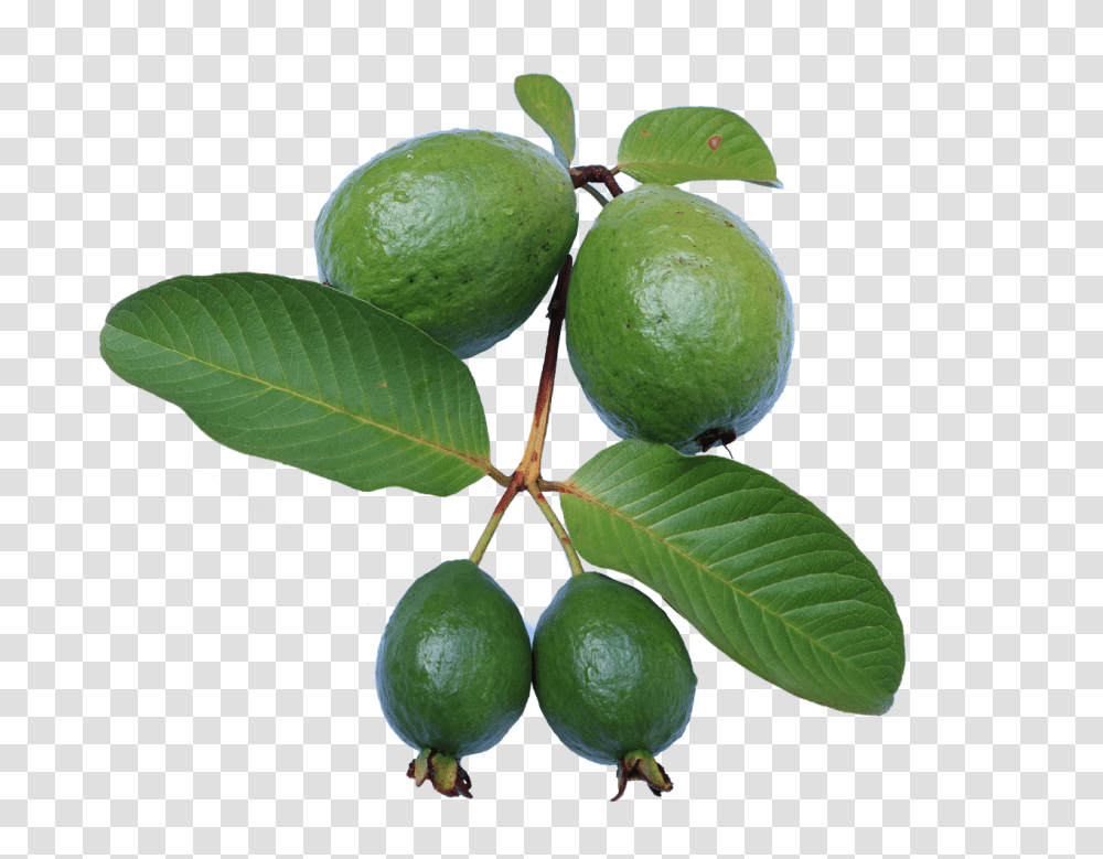 Free Photos Guava Search Download Guava Tree, Lime, Citrus Fruit, Plant, Food Transparent Png