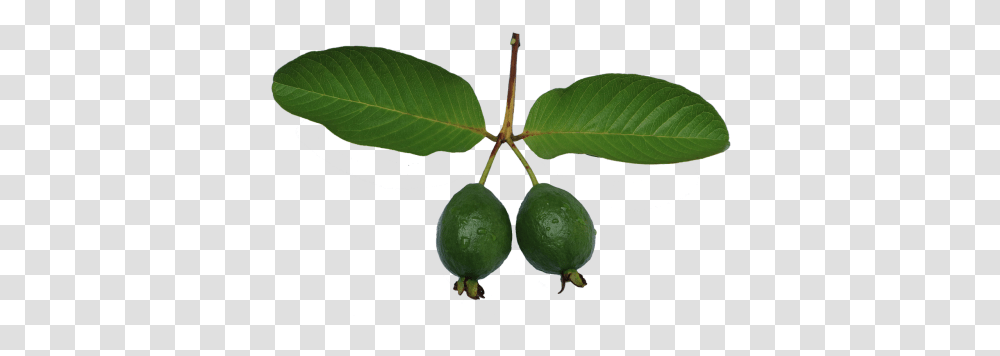 Free Photos Guava Search Download Needpixcom Common Guava, Leaf, Plant, Fruit, Food Transparent Png