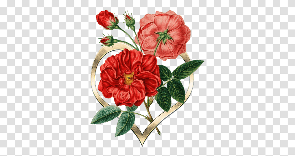 Free Photos Heart Search Download Needpixcom Vintage Red Botanical Pattern, Plant, Flower, Blossom, Rose Transparent Png