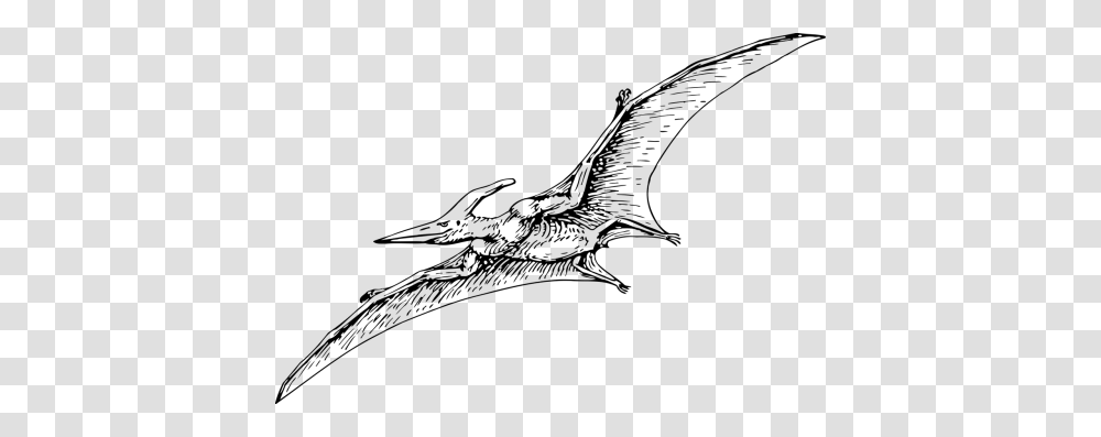 Free Photos Pterodactyl Search Download, Gray, World Of Warcraft Transparent Png