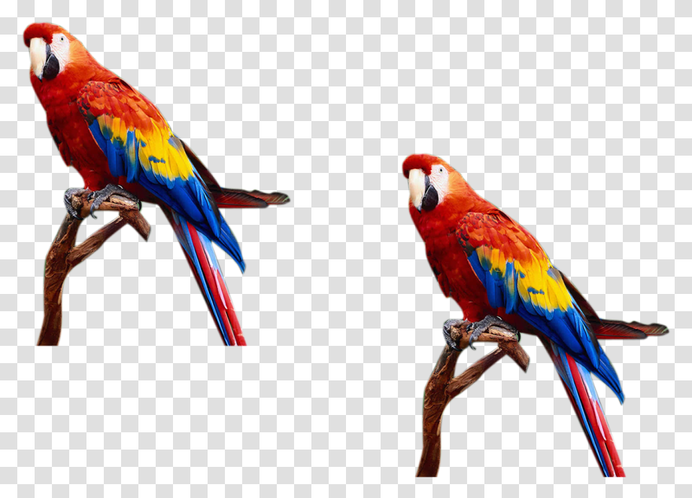 Free Photoshop Backgrounds Templates Images And Desktop Format Photoshop Background, Bird, Animal, Macaw, Parrot Transparent Png