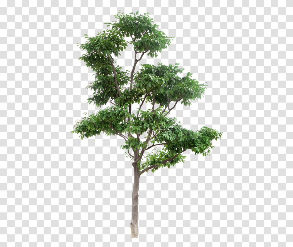 Free Photoshop Trees Download High Resolution Tree, Plant, Potted Plant, Vase, Jar Transparent Png