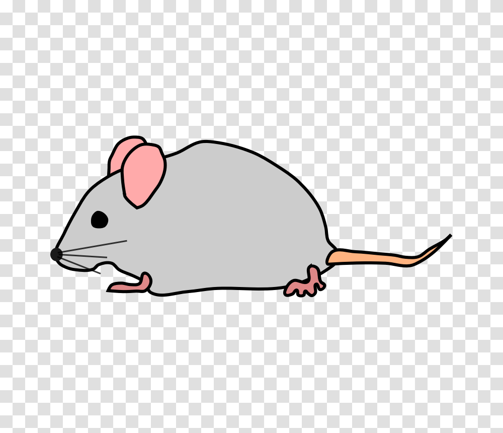 Free Pic Of Mice, Rat, Rodent, Mammal, Animal Transparent Png