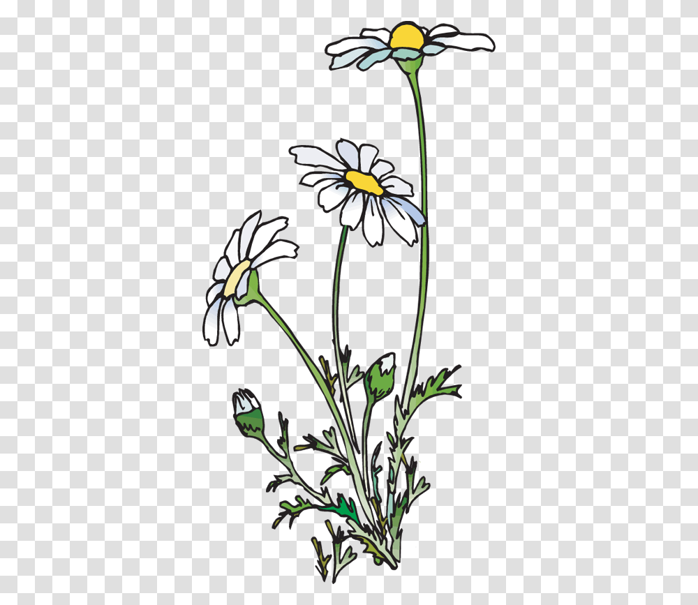 Free Picture Of Daisies, Plant, Flower, Blossom, Daisy Transparent Png