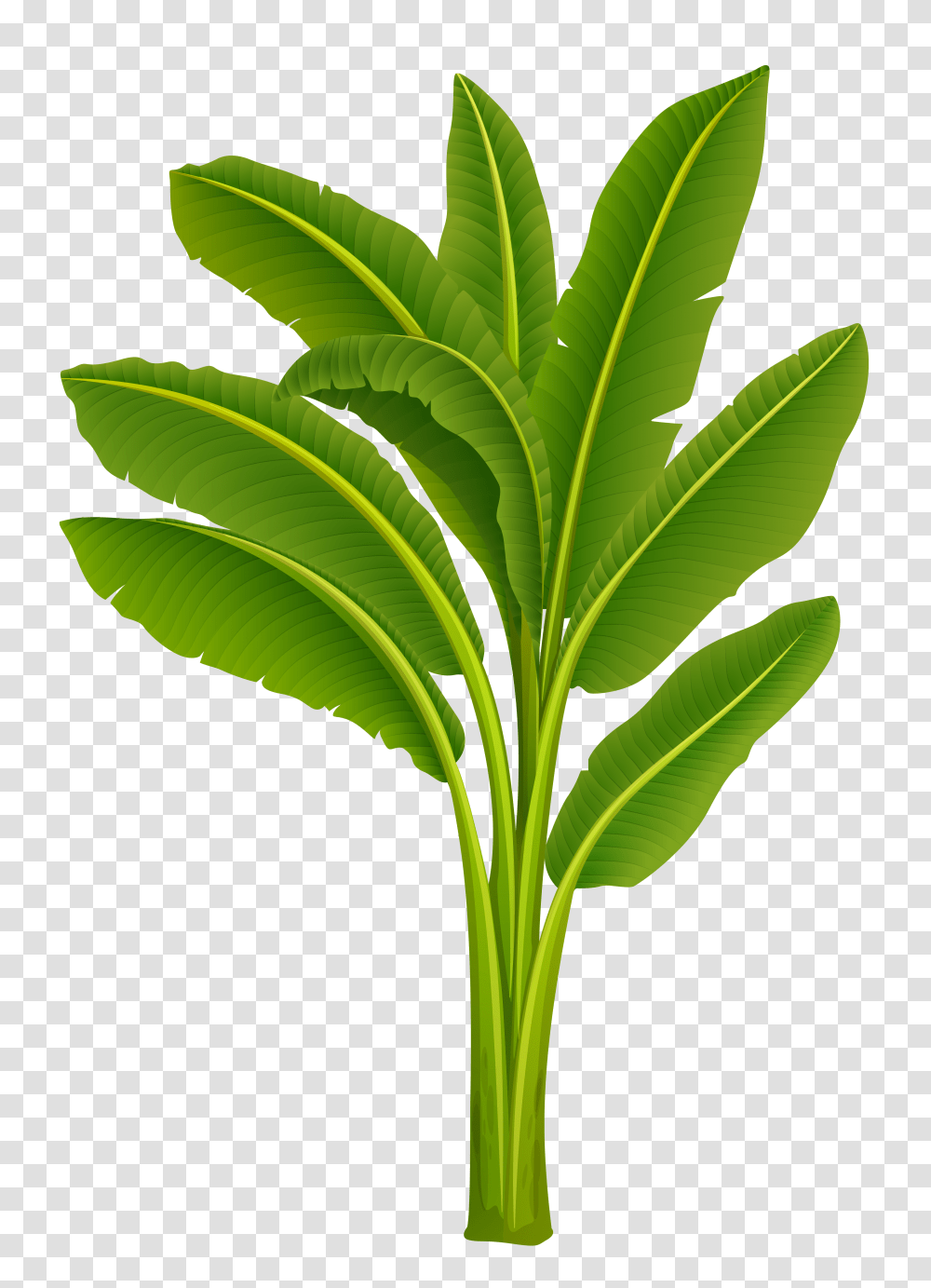 Free Pictures Clip Art Exotic, Green, Leaf, Plant, Sunlight Transparent Png