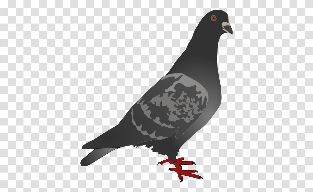 Free Pigeon Clip A Art Clipartlook Birds Arent Real Logo, Animal, Dove Transparent Png