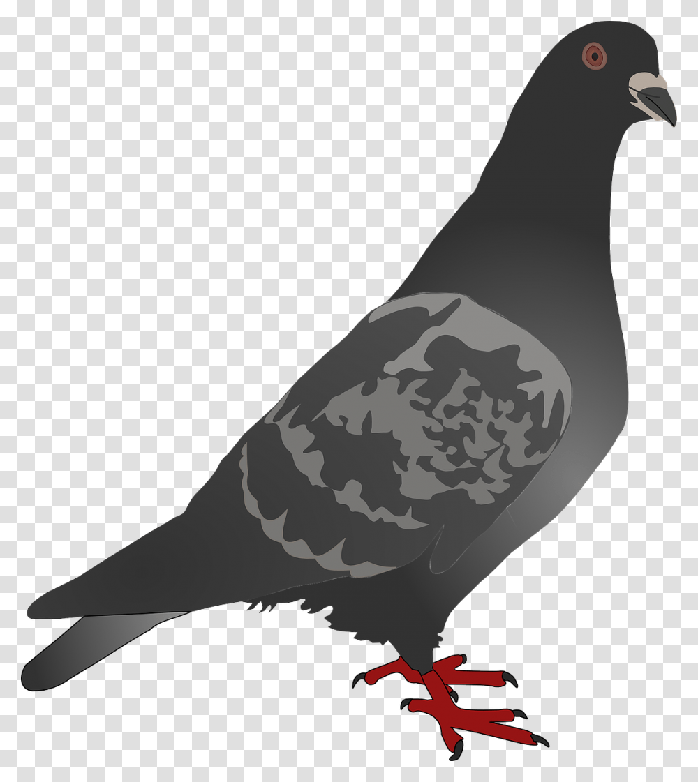 Free Pigeon Clip Art, Bird, Animal, Dove Transparent Png