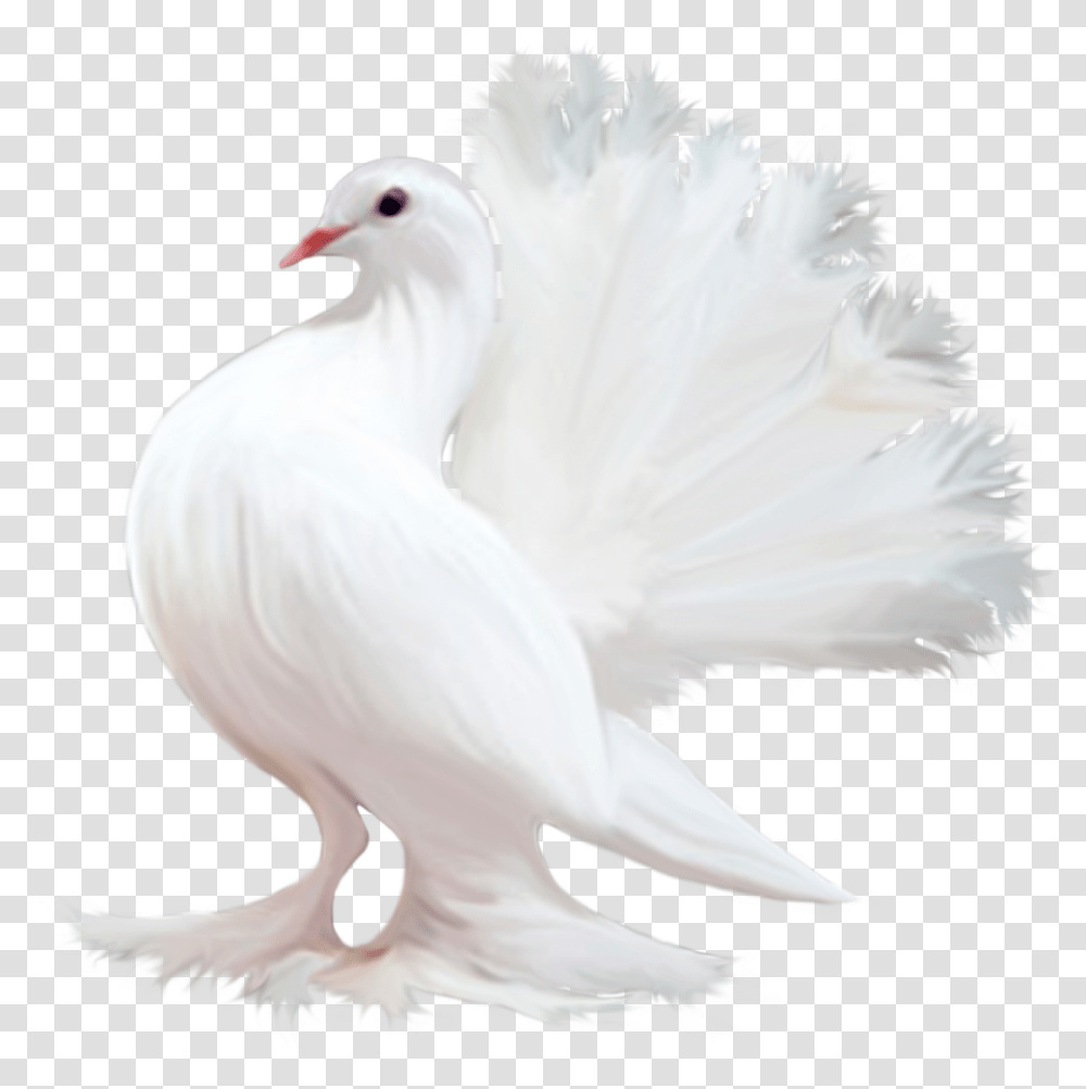 Free Pigeon Konfest, Bird, Animal, Dove, Chicken Transparent Png