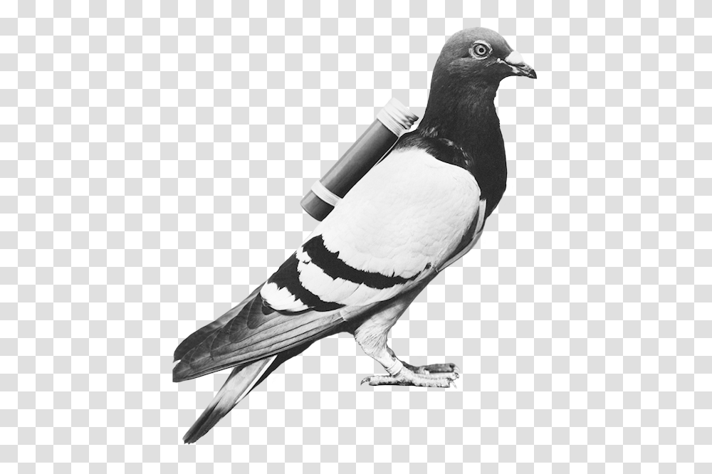 Free Pigeon Konfest, Bird, Animal, Dove Transparent Png