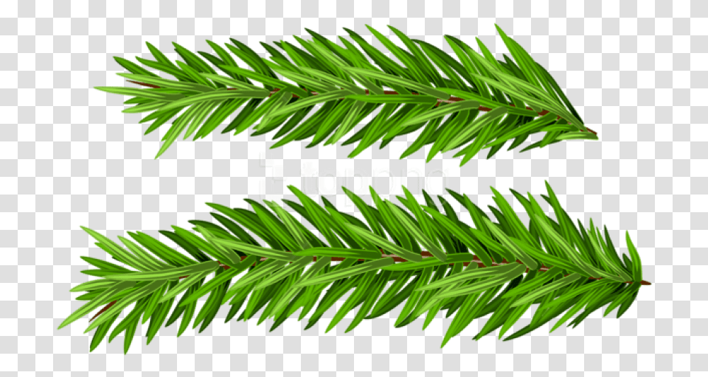 Free Pine Branches Set Images Real Christmas Tree Branches, Plant, Fir, Abies, Conifer Transparent Png