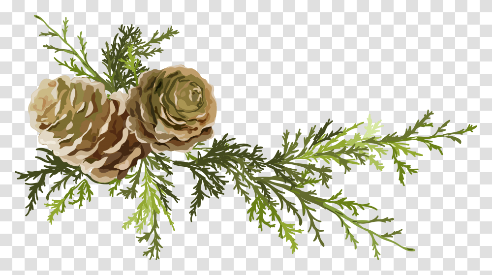 Free Pine Cone Background Free Pine Branch Watercolor, Plant, Rose, Flower, Blossom Transparent Png