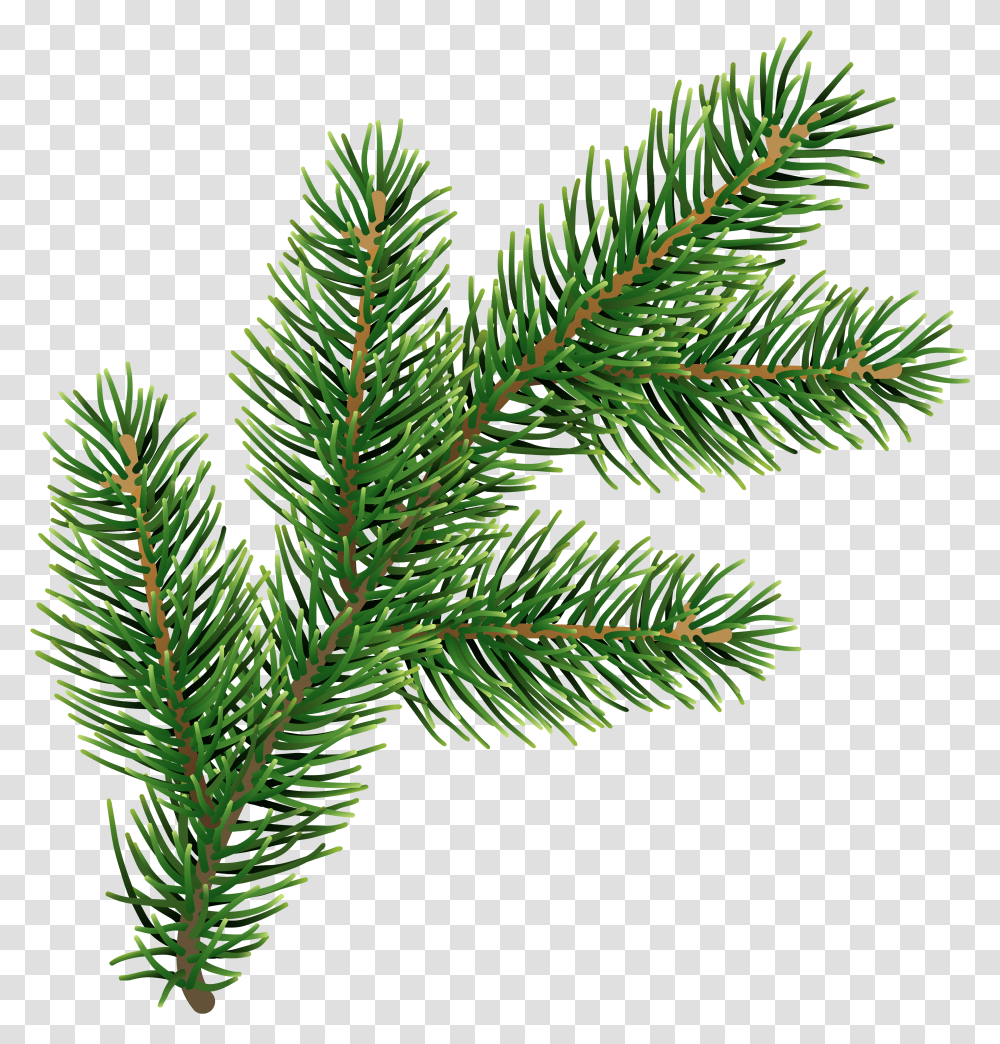 Free Pine Leaves Pine Leaves Transparent Png