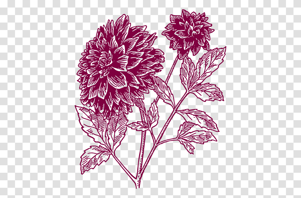 Free Pink Carnation Download Clip Art Drawing Black Dahlia Flower, Graphics, Floral Design, Pattern, Plant Transparent Png