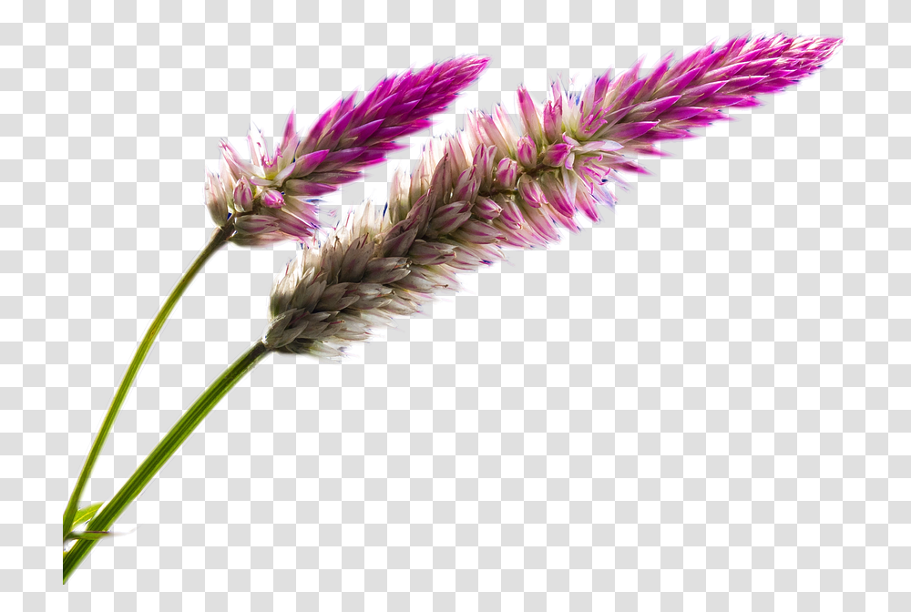 Free Pink Nature Field Flower, Plant, Grass, Lawn, Bird Transparent Png