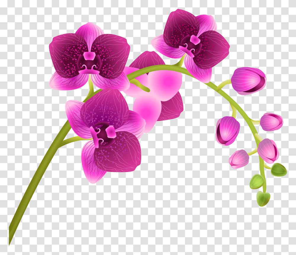 Free Pink Orchid Download Orchid Clipart, Plant, Flower, Blossom, Geranium Transparent Png