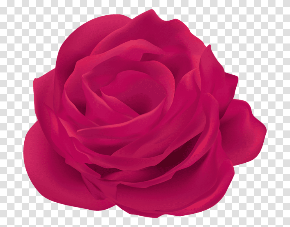 Free Pink Rose Flower Images Clipart Rose, Plant, Blossom, Petal Transparent Png