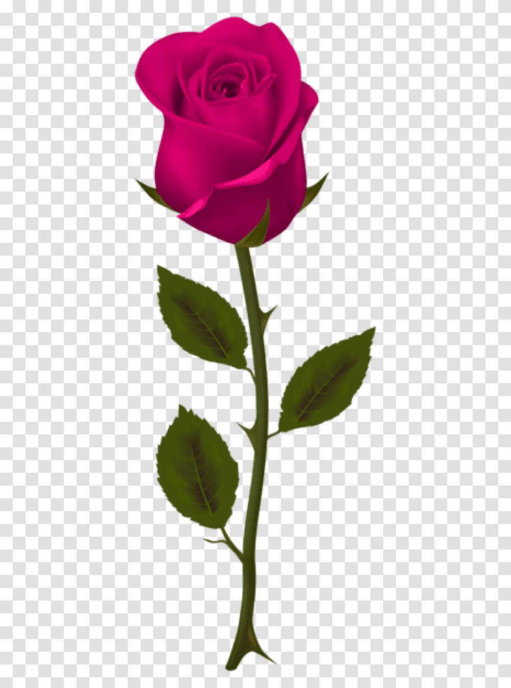 Free Pink Rose Images Background Dark Red Roses, Plant, Flower, Blossom, Leaf Transparent Png