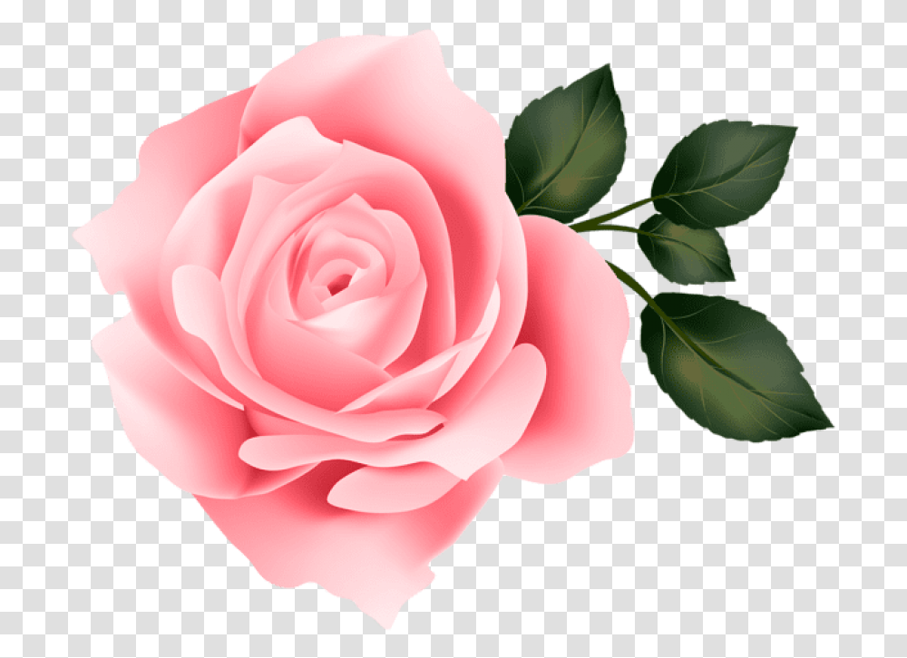 Free Pink Rose Images Download Yellow Roses Clipart Background, Plant, Flower, Blossom, Petal Transparent Png