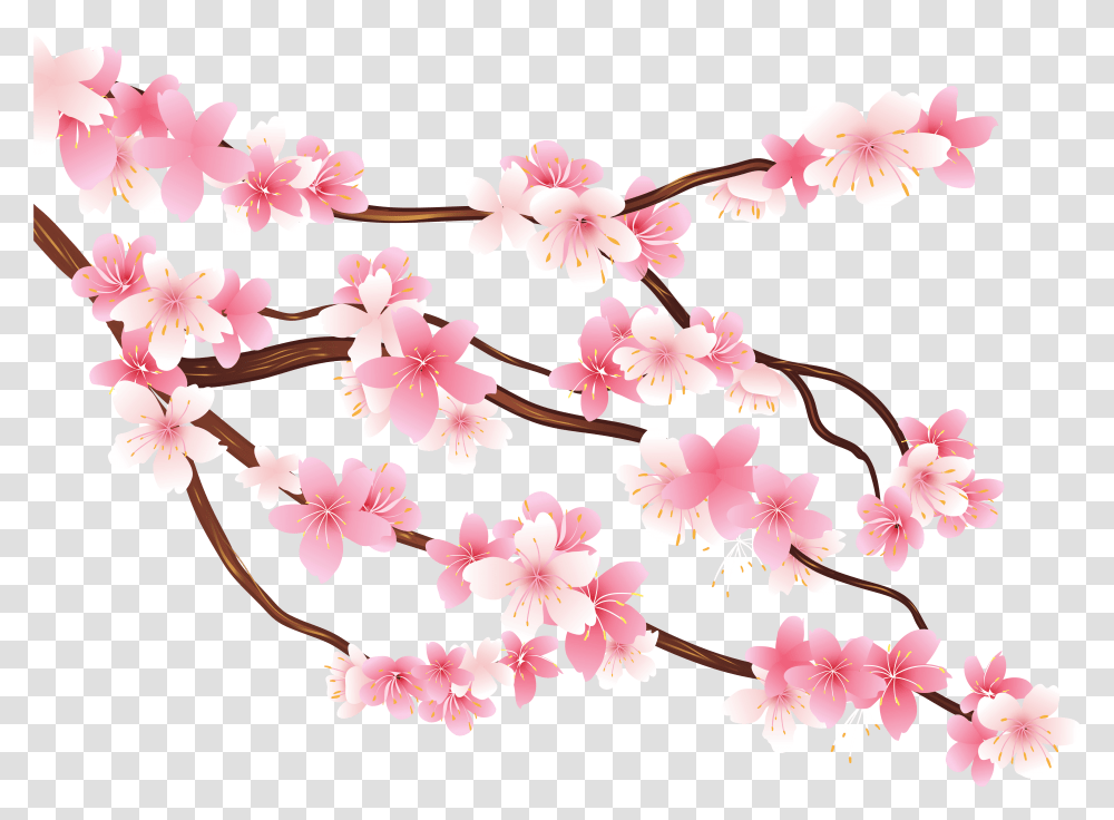 Free Pink Spring Branch Images Cherry Blossom Art, Plant, Flower Transparent Png