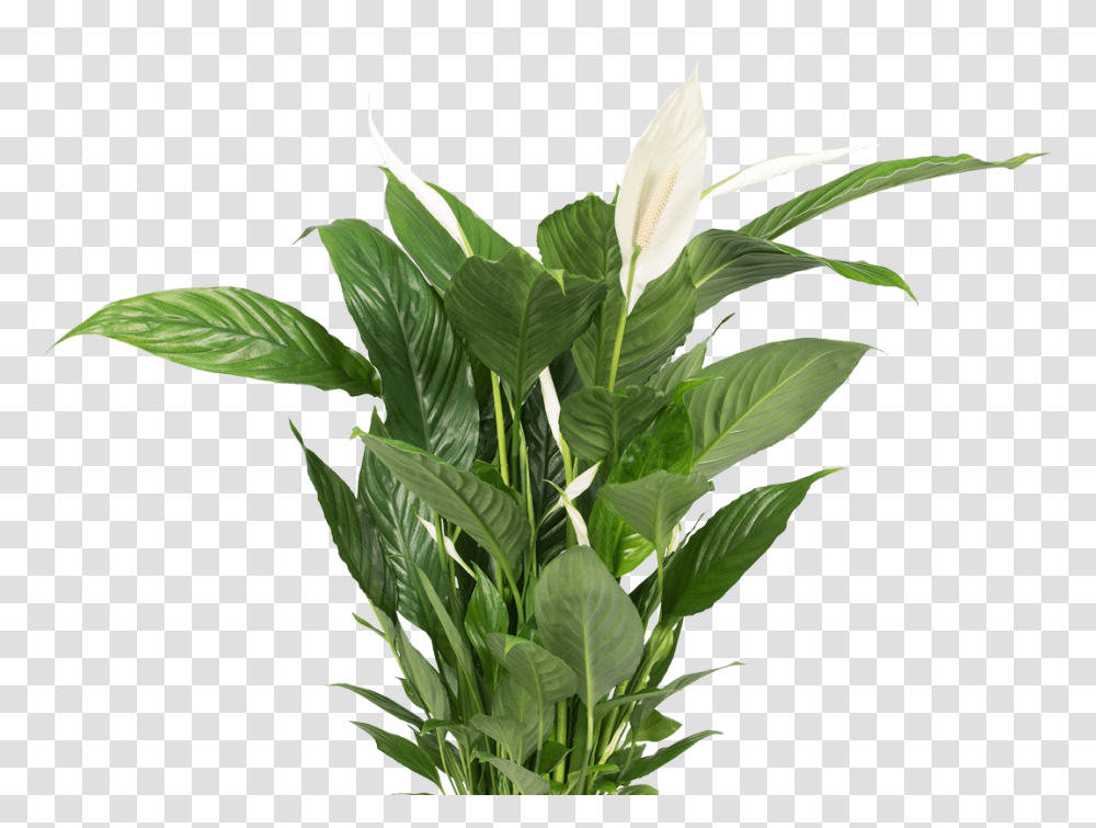 Free Plant Background Background Plants, Leaf, Flower, Blossom, Bamboo Transparent Png
