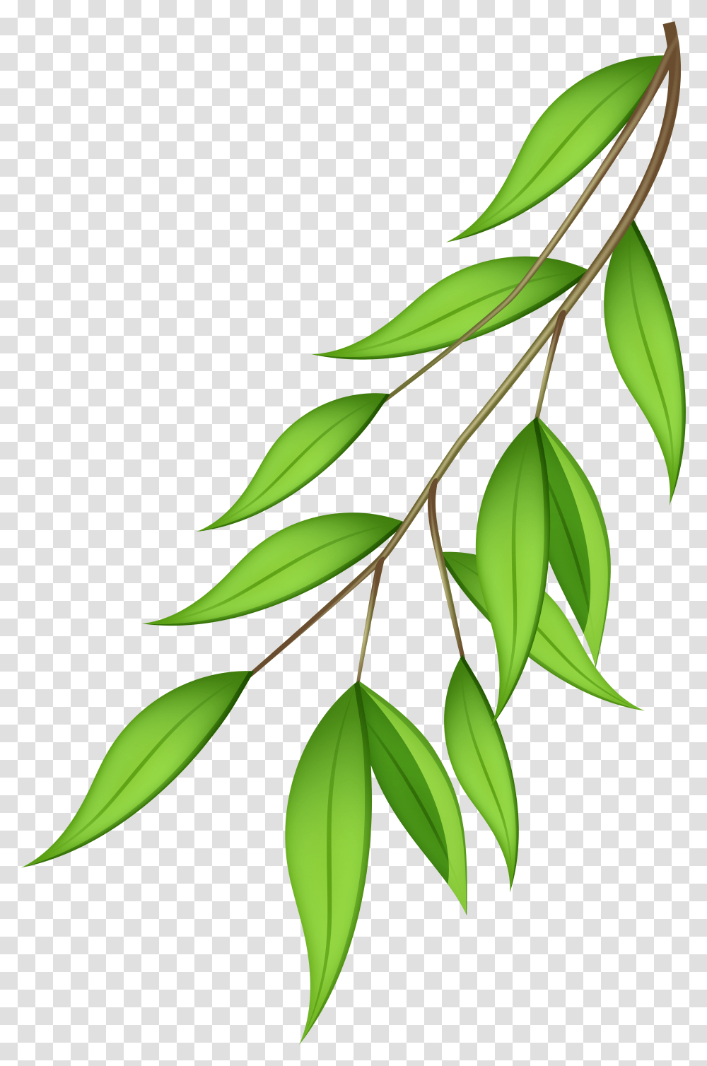 Free Plant Background Download Clip Art Tree Branch Clipart Background Transparent Png