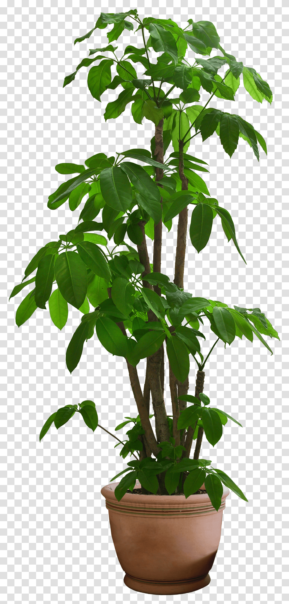 Free Plant Images Background Pot Plant, Leaf, Tree Transparent Png