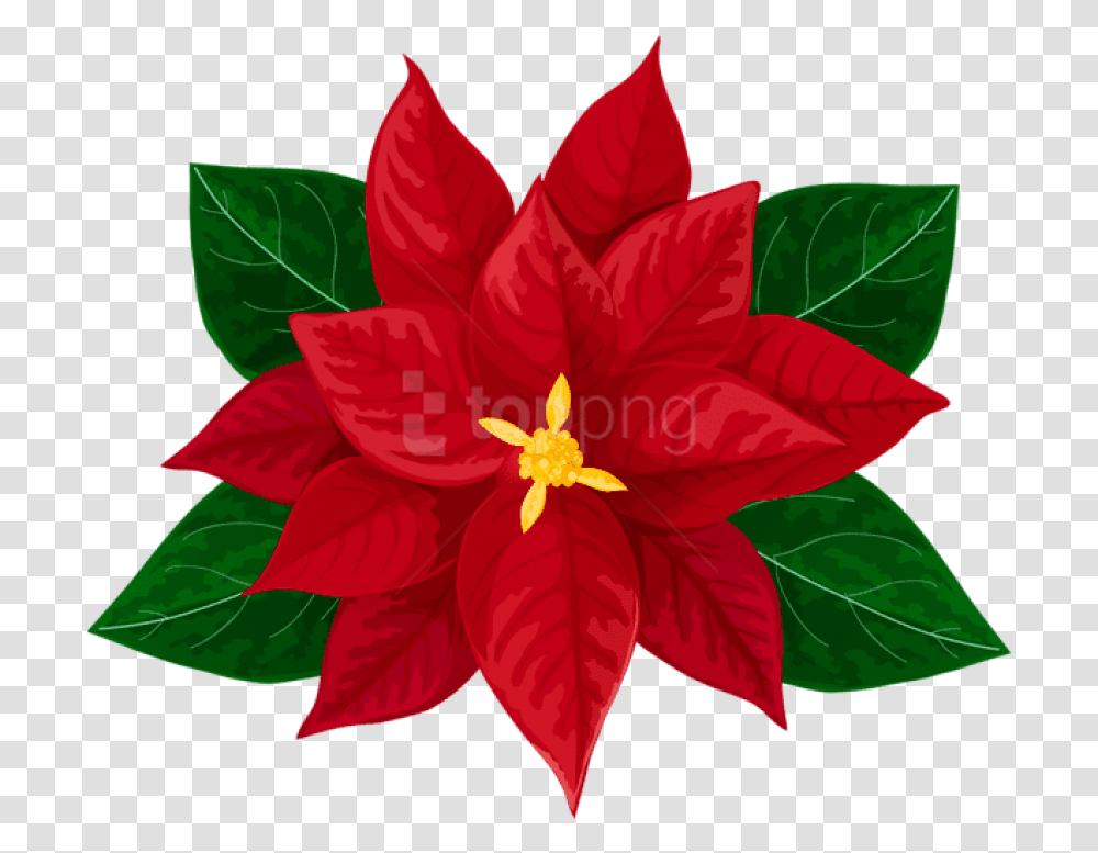 Free Poinsettia Christmas Poinsettias Images Clipart, Plant, Dahlia, Flower, Blossom Transparent Png