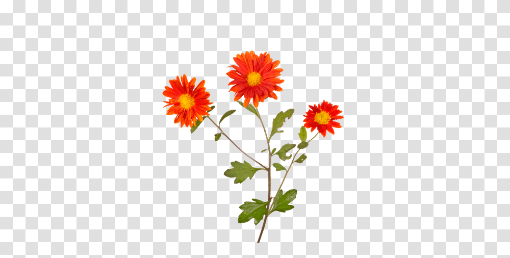 Free Premium Stock Photos, Plant, Flower, Blossom, Daisy Transparent Png