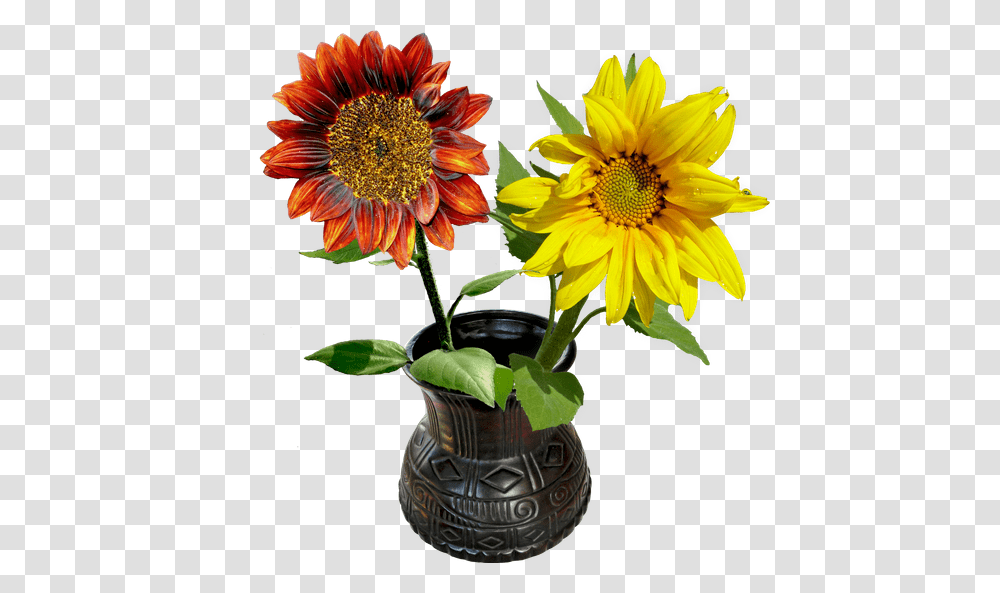 Free Premium Stock Photos, Plant, Flower, Blossom, Sunflower Transparent Png