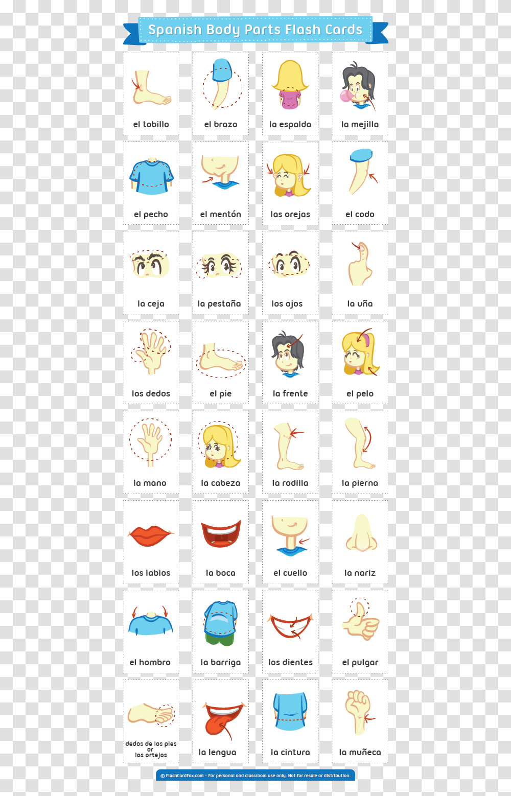 Free Printable Spanish Body Parts Flash Cards, Alphabet, Word, Number Transparent Png