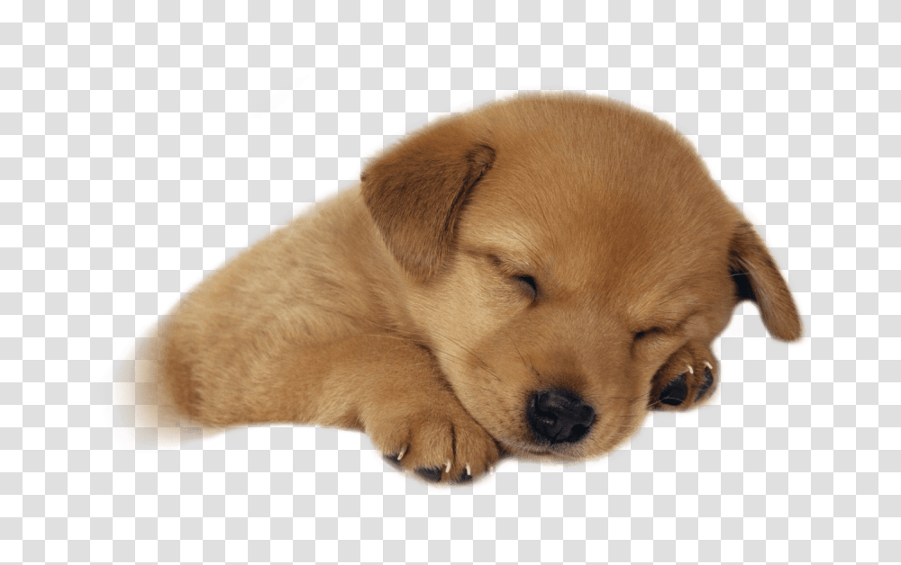 Free Puppy Puppy Sleeping, Dog, Pet, Canine, Animal Transparent Png
